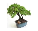 Juniper Bonsai Large
