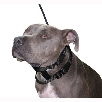 cesar millan no pull collar