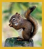 Squirrel Bookmark