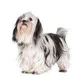 Shih Tzu - 24