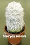 White Wooley Beard Old Man Cactus - 3" Clay Pot - Easy