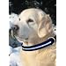 LED Halsband Hundehalsband Leuchthalsband f�r Hunde in der Farbe blau Gr��e L (42-64 cm) NEU von der Marke PRECORN