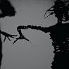 Image of album by Twilight Singers