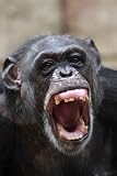 Angry Chimpanzee - 24
