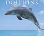 Dolphins Wall Calendar