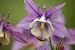 Akelei, Lat. Aquilegia Vulgaris - 24