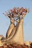 Wallmonkeys Peel and Stick Wall Decals - Bottle Tree in Bloom - Adenium Obesum - Socotra Island - Removable Graphic