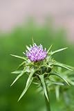 Milk Thistle Seeds, Whole 1 Lb