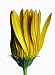 Yellow Daisy - 36