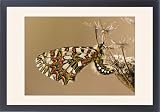 Framed Prints of Spanish Festoon Butterfly - on wild carrot from Ardea Wildlife Pets