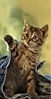 Katzen, unsere Freunde, Postkartenkalender 2009