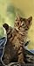 Katzen, unsere Freunde, Postkartenkalender 2009
