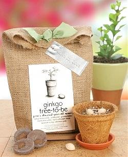 Ginkgo Tree Kit