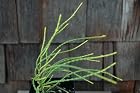 Thuja Orientalis Franky Boy - Arborvitae Tree - Pot Size 4 Inch
