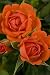 Citrine Micro Miniature Rose Bush - Fragrant/Hardy Citrine Micro Miniature Rose Bush - Fragrant/Hardy