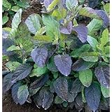 Basil - Holy Basil - 200 Seeds