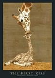 Produkt-Bild: 1art1 576 Giraffen - First Kiss (Rothchild's Giraffes) Poster (91 x 61 cm)