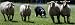 A Border Collie Demonstrates Sheep Herding Photographic Poster Print, 36x12