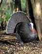 Flambeau Turkey Tommy Jake-Full Strut Decoy