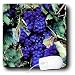 Fruit Food - Grapes - Mouse Pads