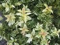 Goshiki Variegated Tea Olive ( 3 to 4 Year Plants ) Very Full, Great Color