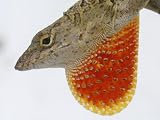 A Cuban Anole Lizard Displays His Dewlap, a Colorful Flap of Skin Under His Neck Photographic Poster Print by Wilfredo Lee, 24x18