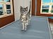 My Vet Practice (Wii)