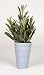Artificial Jade Plant in Ceramic, Frosted Panda in Blue