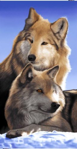 Wolf Beach Towel 30 x 60 inches - 100% Cotton - Wildlife Endanger Gray Wolf on The Snow - Eco-Friendly (30" x 60", Lone Wolf)