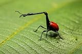 Giraffe Weevil Wall Decal - 30 Inches W x 20 Inches H - Peel and Stick Removable Graphic