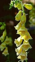 Yellow Foxglove Digitalis 4 Plants