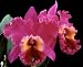 Blc Raye Holmes 'Mary Ellen'