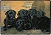  - Black Labrador Retriever Puppies Designer Door Mat