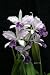 Lc. Mary Elizabeth Bohn`Royal Flare' Cattleya Orchid Plant