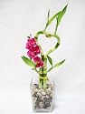 9GreenBox - Live Heart 4 Style Lucky Bamboo Arrange w/ Glasses Vase Pebble Silk Orchid
