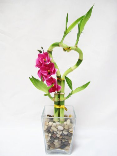 9GreenBox - Live Heart 4 Style Lucky Bamboo Arrange w/ Glasses Vase Pebble Silk Orchid