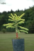 Picea Abies Vermont Gold - Norway Spruce Tree - Pot Size 4