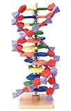 Edvotek 1511 DNA Model 12 Layer Kit