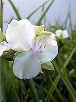 Little White Doll Spiderwort - Tradescantia - NEW!