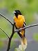 Male Baltimore Oriole Photographic Poster Print by Adam Jones, 42x56
