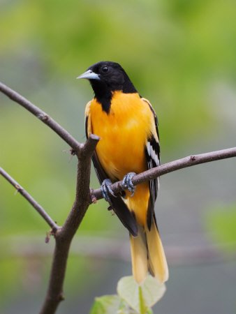 Male Baltimore Oriole Photographic Poster Print by Adam Jones, 24x32