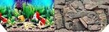 30h Hawaii Blue/rocky Background 50ft