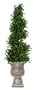 4' Spiral Button Leaf Topiary