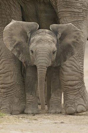 1art1 Empire 263971 Elefanten - Baby Elephant - Plakat Poster Druck - 61 x 91.5 cm