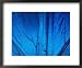 Detail of Blue Morpho Wing, Barro Colorado Island, Panama Framed Art Poster Print by ...
