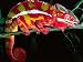 Red Phase Panther Chameleon, Native to Madagascar Photographic Poster Print by David Northcott, 36x48