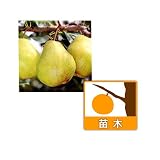 西洋梨（ナシ）：バートレット4～5号ポット[豊産性の早生中果][苗木]