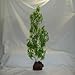.Rocky mountain 1 green lava plant large anchored 