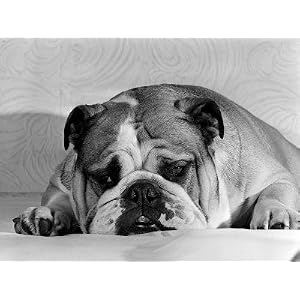 Bruce the Old English Bulldog Not Feeling His Best, November 1978 Premium Photographic Poster Print