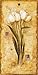 Tulpen von meinen Reisen von Herve Libaud, 16x31